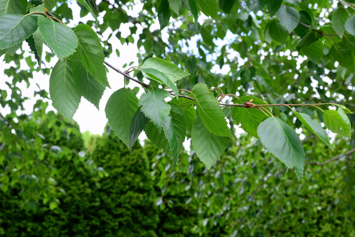 Image of Betula utilis var. jacquemontii specimen.