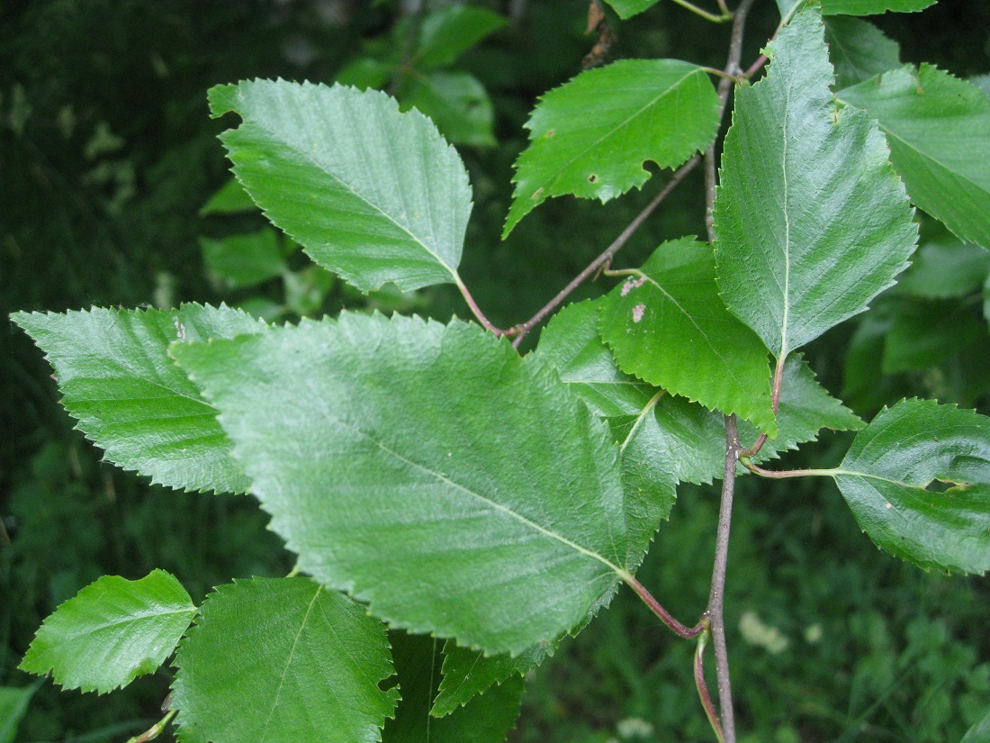 Image of Betula utilis var. jacquemontii specimen.