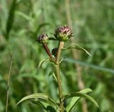 род Inula