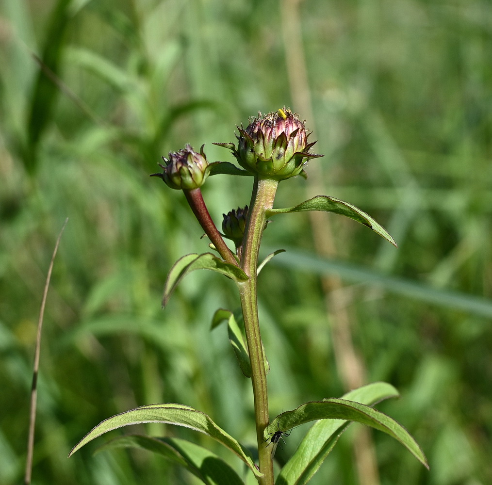 Изображение особи род Inula.