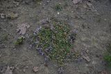 genus Astragalus