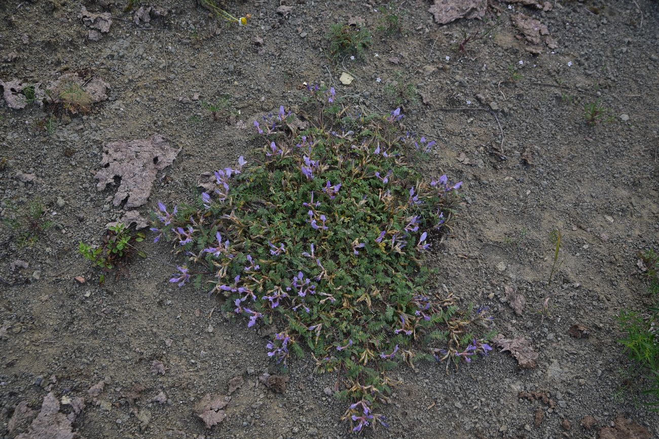 Image of genus Astragalus specimen.