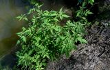 Bidens frondosa. Цветущее растение. Московская обл., Орехово-Зуевский гор. округ, дол. р. Клязьма, берег реки, у воды. 19.07.2026.
