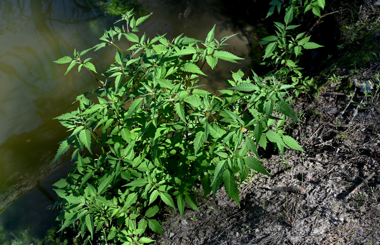 Изображение особи Bidens frondosa.