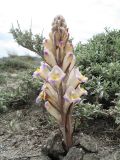 Cistanche fissa