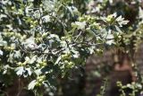 Crataegus pontica. Верхушка ветви с плодами. Кыргызстан, Джалал-Абадская обл., подножие Ферганского хр., трасса Бишкек–Ош (М41), 15 км к СВ от г. Кара-Куль, сухой каменистый склон, 900 м н.у.м. 05.07.2026.