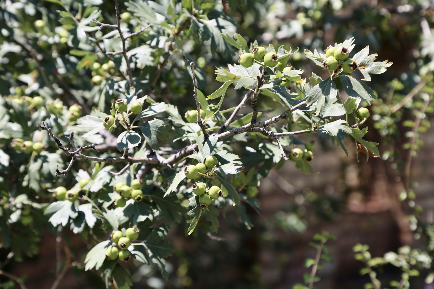 Image of Crataegus pontica specimen.