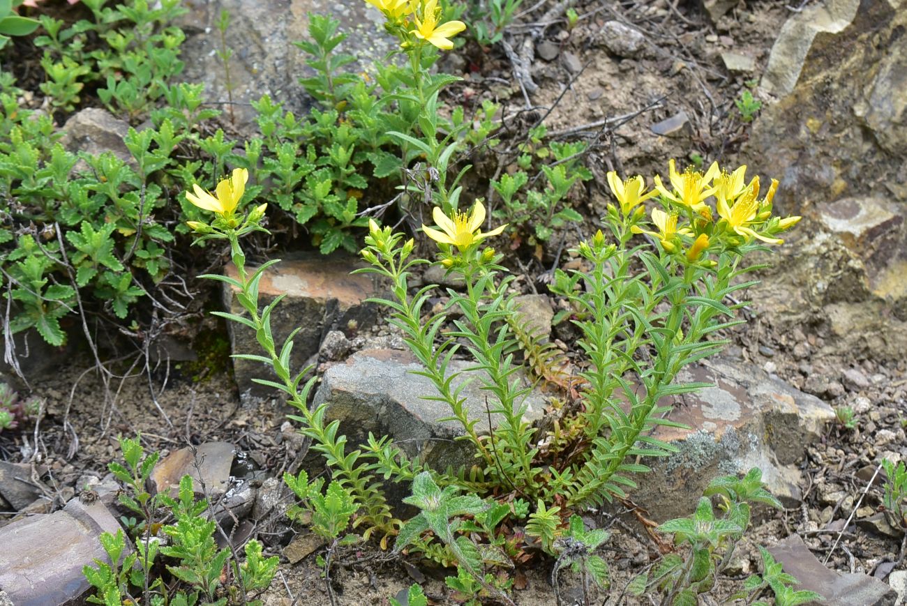 Изображение особи Hypericum orientale.