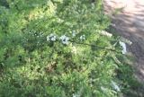 Spiraea × cinerea. Внешний вид цветущего кустарника. Кузьминский парк, в озеленении. 10.05.2011.