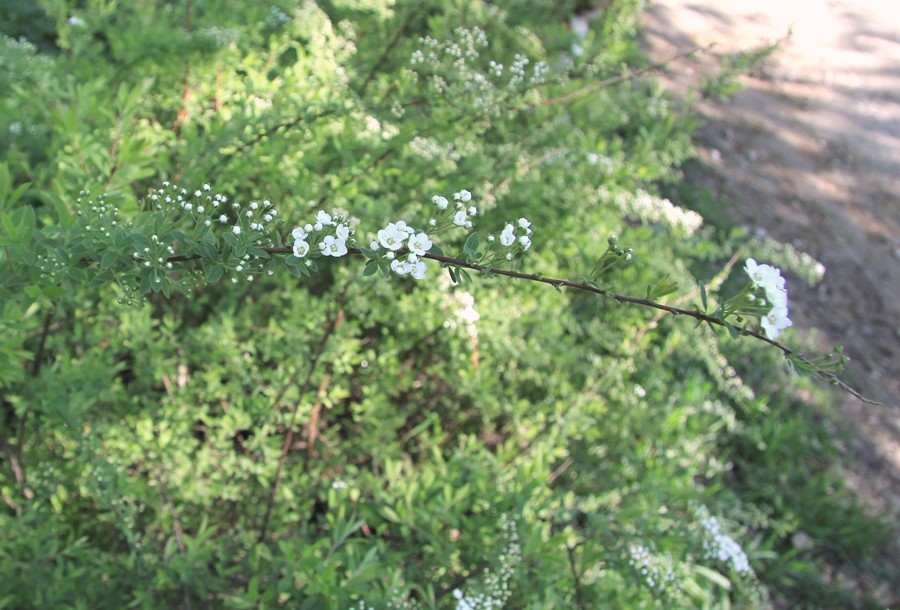 Image of Spiraea × cinerea specimen.