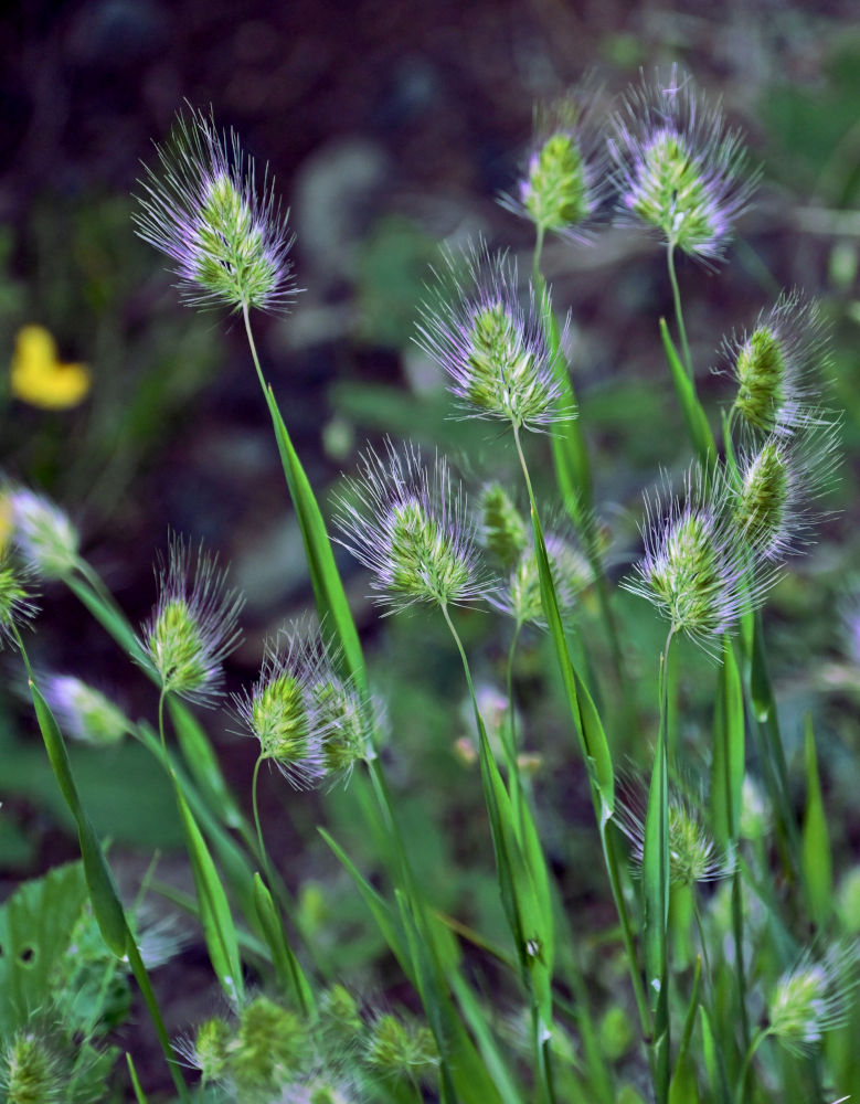 Image of Cynosurus echinatus specimen.