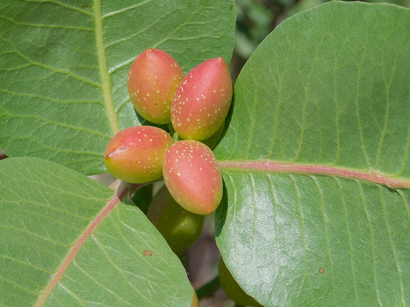 Image of Pistacia vera specimen.