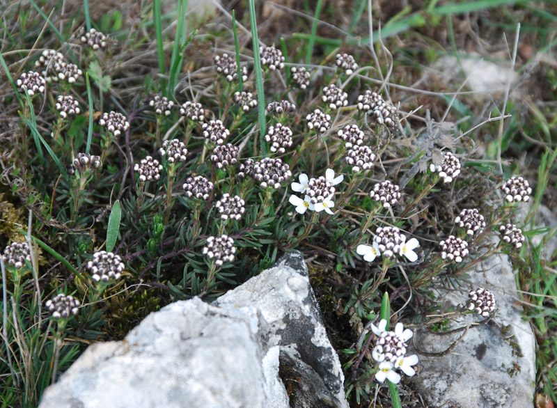 Image of Iberis saxatilis specimen.