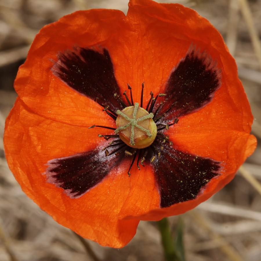 Image of Papaver stevenianum specimen.