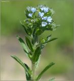 Image of taxon representative. Author is Сергей Апполонов