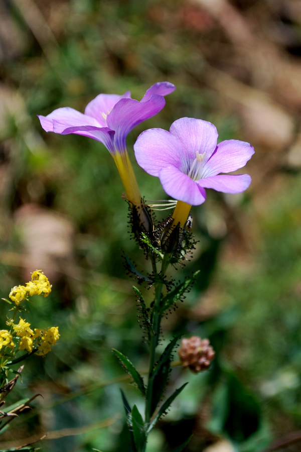 Изображение особи Linum olgae.