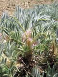Astragalus arnacantha