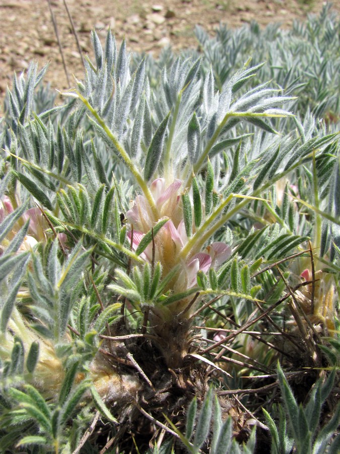 Изображение особи Astragalus arnacantha.