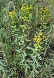 Euphorbia seguieriana. Цветущее растение. Татарстан, Бугульминский р-н. 11.06.2011.