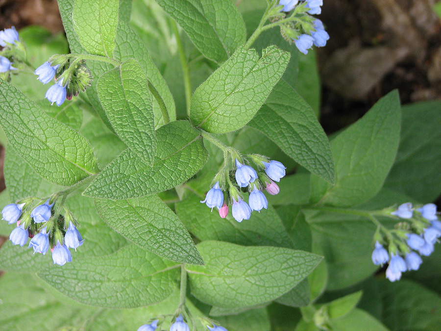 Изображение особи Symphytum caucasicum.