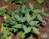 Vicia unijuga