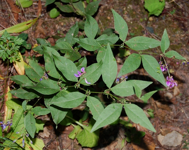 Image of Vicia unijuga specimen.