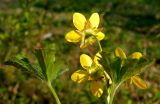 Waldsteinia ternata subspecies maximowicziana