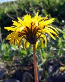 Taraxacum nivale