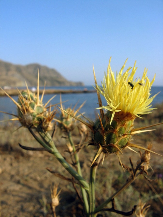 Image of Centaurea salonitana specimen.