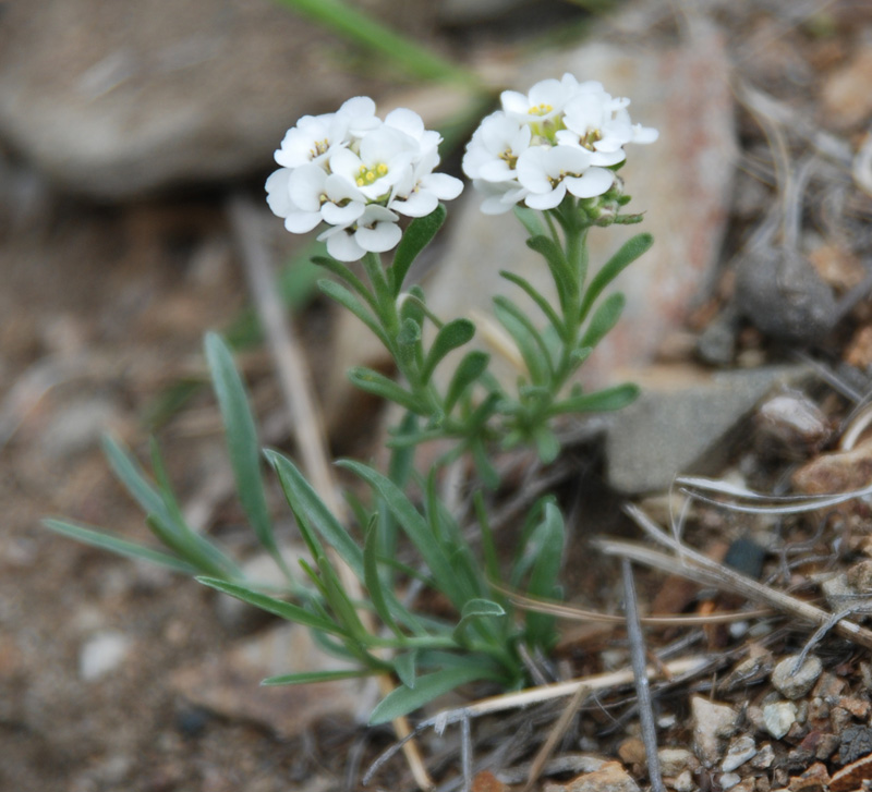 Image of Ptilotrichum tenuifolium specimen.