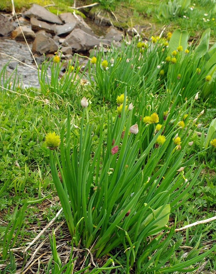 Image of Allium fedtschenkoanum specimen.