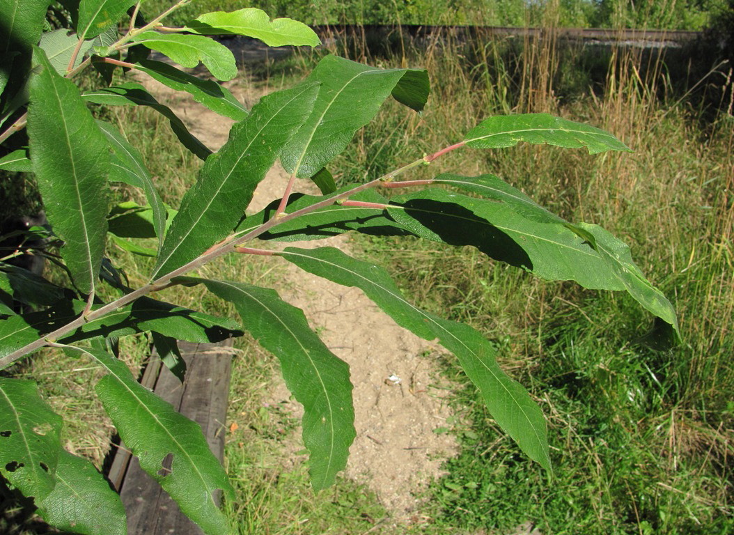 Image of Salix &times; schaburovii specimen.