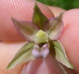 Epipactis helleborine