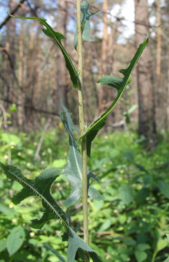 Изображение особи Lactuca serriola.