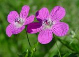 Geranium palustre