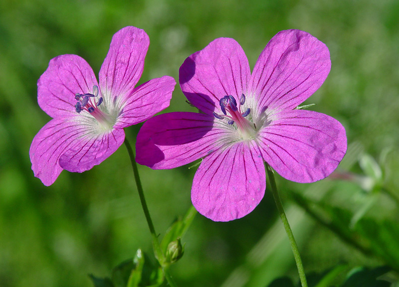 Изображение особи Geranium palustre.