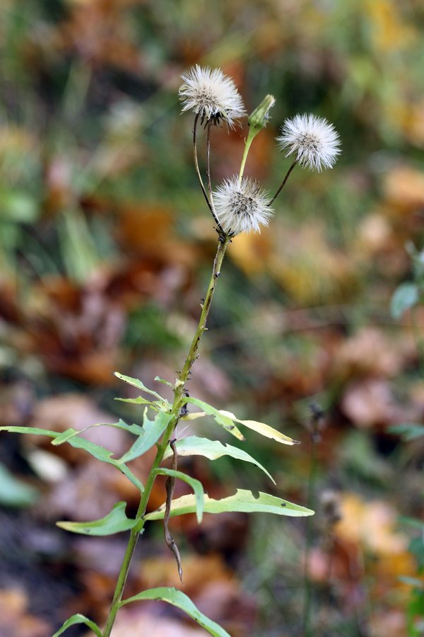 Изображение особи Hieracium umbellatum.