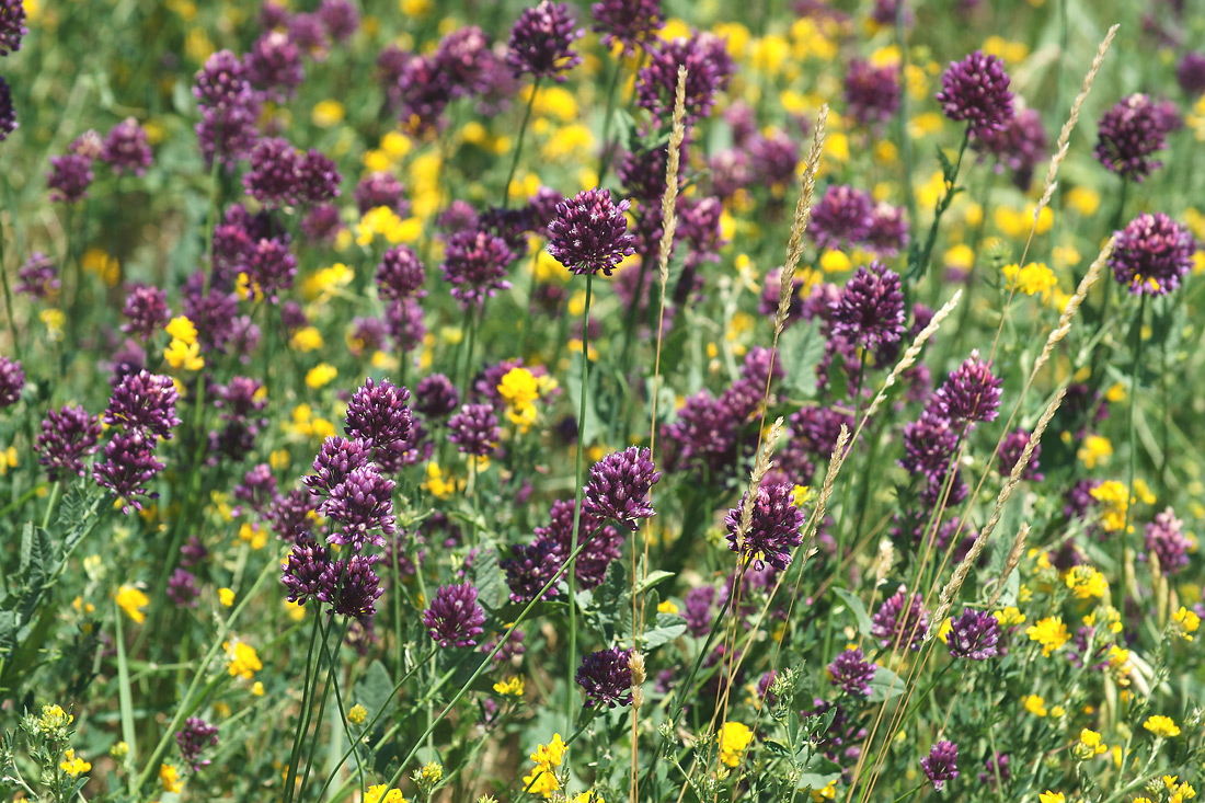 Изображение особи Allium rotundum.