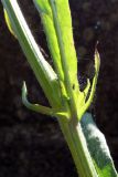 Crepis tectorum