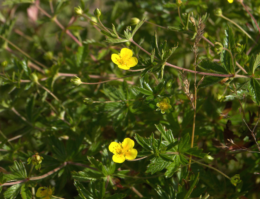 Image of Potentilla erecta specimen.