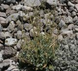 Hymenolaena badachschanica. Цветущее растение. Таджикистан, Памир, восточнее перевала Кой-Тезек, 4200 м н.у.м. 02.08.2011.