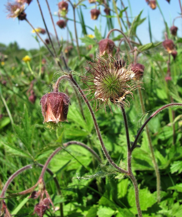 Image of Geum rivale specimen.