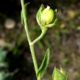 Helianthemum ledifolium. Часть побега с плодом. Копетдаг, Чули. Май 2011 г.