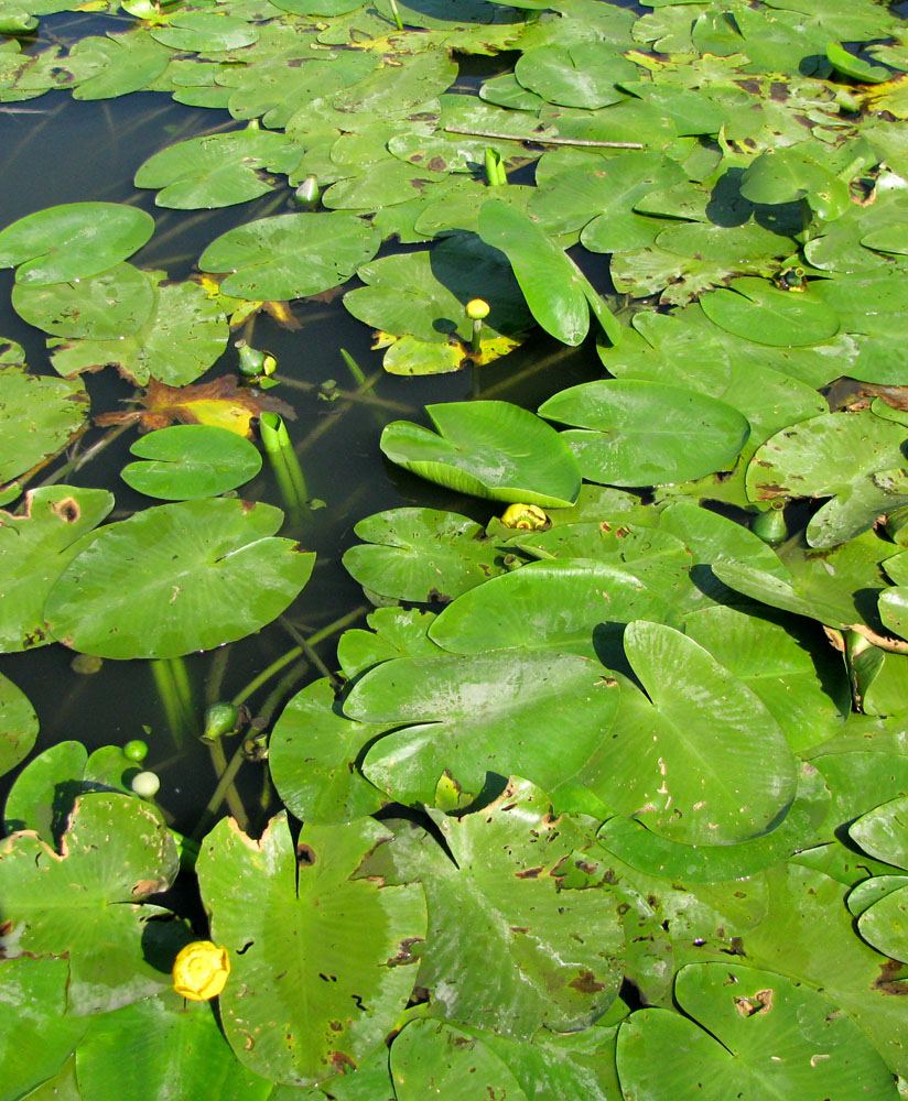 Изображение особи Nuphar lutea.