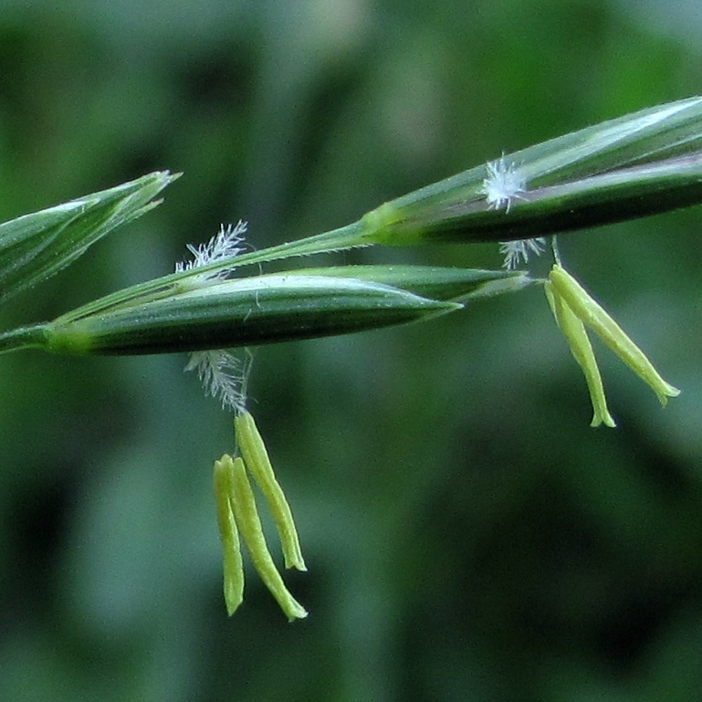 Изображение особи Elytrigia repens.