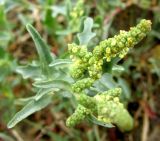 Atriplex tatarica