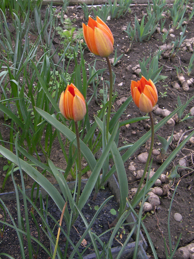 Изображение особи Tulipa whittallii.