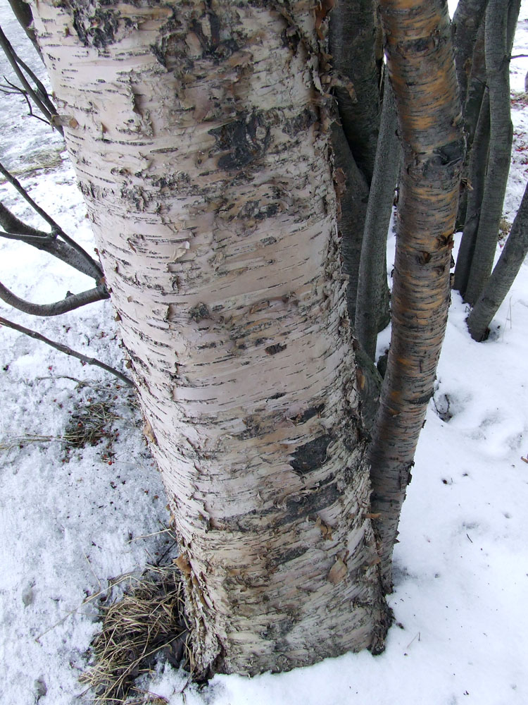 Image of genus Betula specimen.