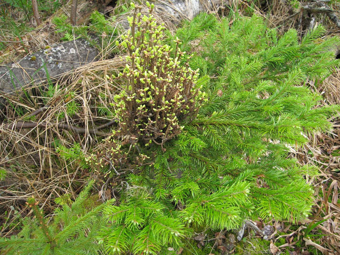 Image of Abies sibirica specimen.