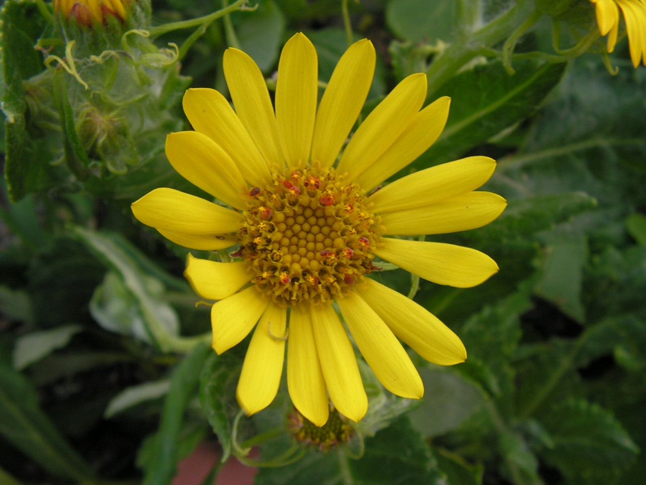Изображение особи Senecio pseudoarnica.